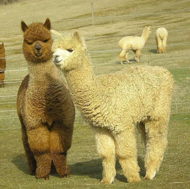 神獸毛大受歡迎 飼養羊駝已成前途大好產業